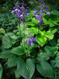 mare_Hosta-fortunei.jpg